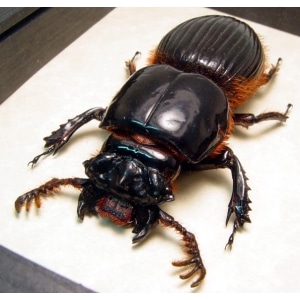 Proculus goryi 62mm Bess Bug Framed Beetle Taxidermy Display