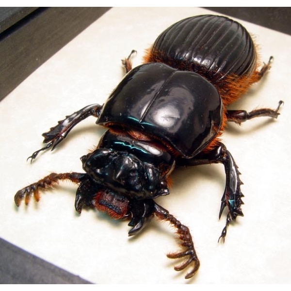 Proculus goryi 62mm Bess Bug Framed Beetle Taxidermy Display