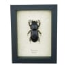 Bess Bug Framed Beetle Proculus goryi 62mm Taxidermy Display