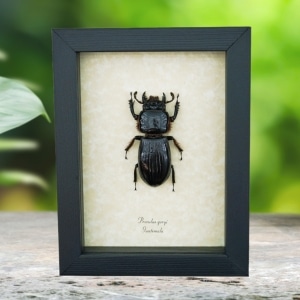 Bess Bug Framed Beetle Proculus goryi 62mm Taxidermy Display