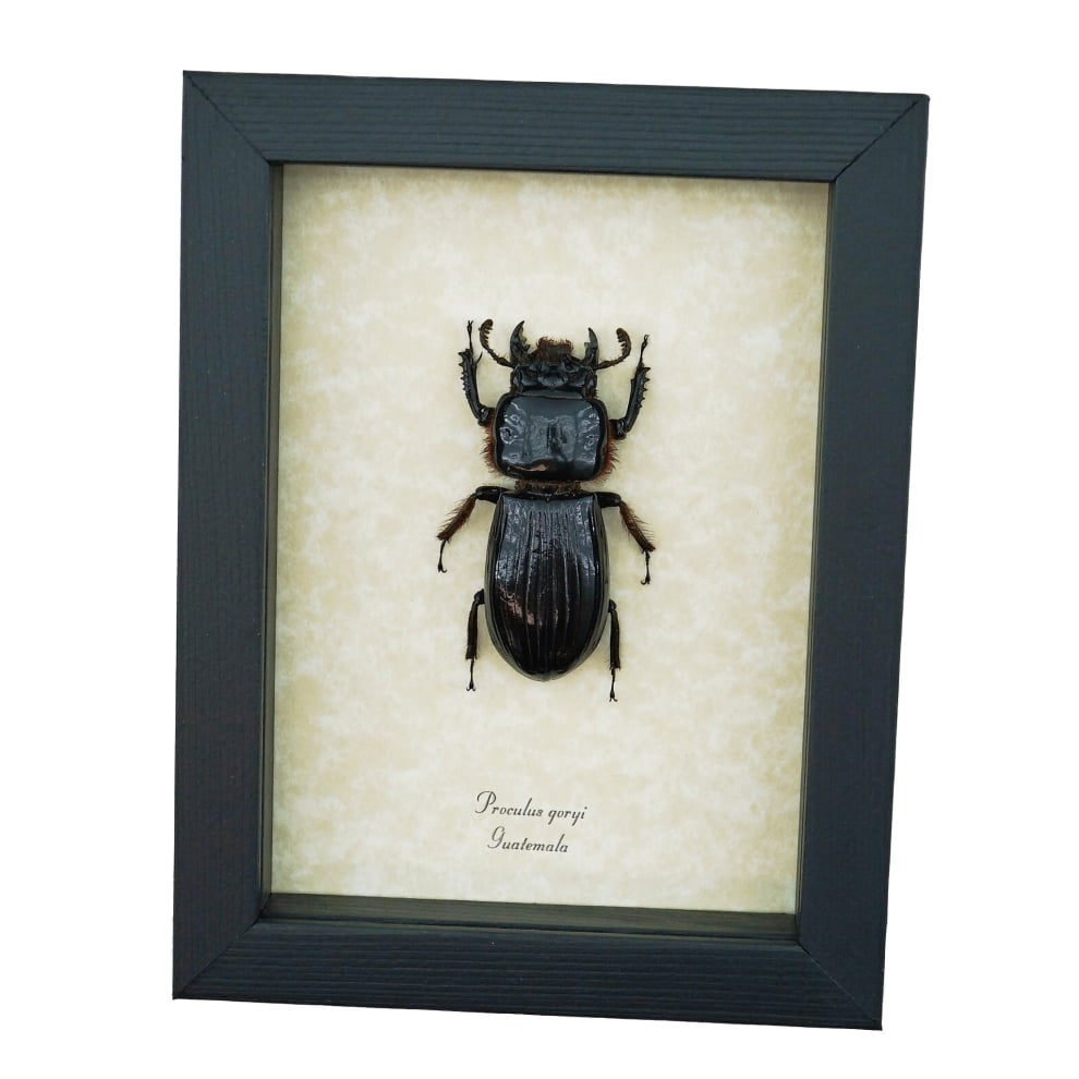 Bess Bug Framed Beetle Proculus goryi 62mm Taxidermy Display