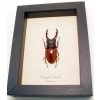 Prosopocoilus Astacoides 65mm Stag Beetle Framed Taxidermy Display