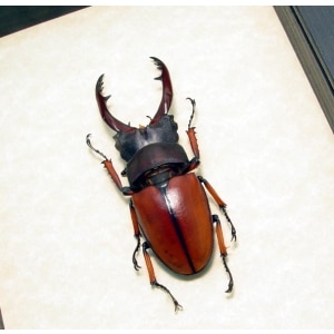 Prosopocoilus Astacoides 65mm Stag Beetle Framed Taxidermy Display