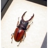 Prosopocoilus Astacoides 65mm Stag Beetle Framed Taxidermy Display