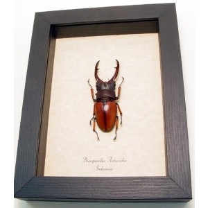 Prosopocoilus Astacoides 65mm Stag Beetle Framed Taxidermy Display