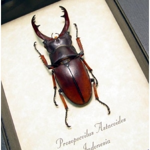 Prosopocoilus astacoides 55mm Stag Beetle Framed Taxidermy Display