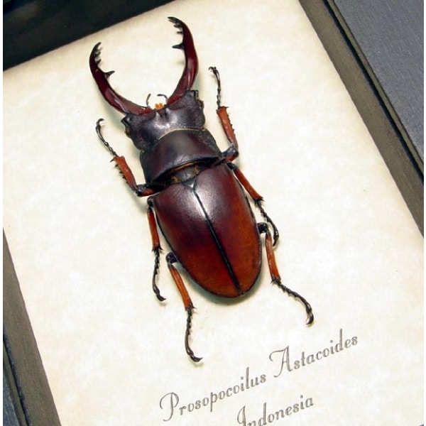 Prosopocoilus astacoides 55mm Stag Beetle Framed Taxidermy Display