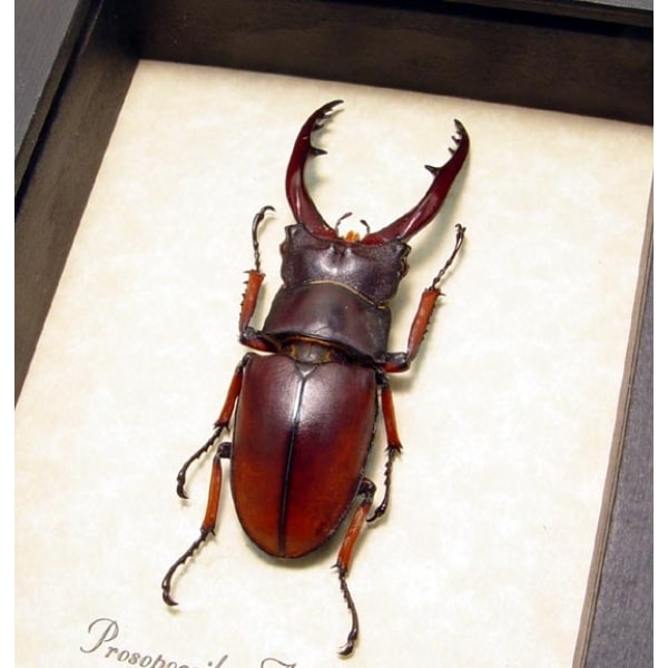 Prosopocoilus astacoides 55mm Stag Beetle Framed Taxidermy Display
