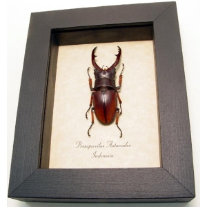 Prosopocoilus astacoides 55mm Stag Beetle Framed Taxidermy Display