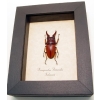 Prosopocoilus Astacoides sm Stag Beetle Framed Taxidermy Display