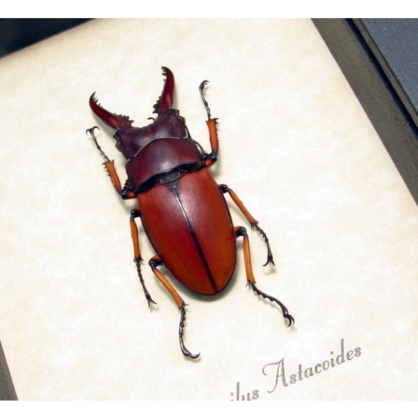 Prosopocoilus Astacoides sm Stag Beetle Framed Taxidermy Display