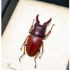 Prosopocoilus Astacoides sm Stag Beetle Framed Taxidermy Display