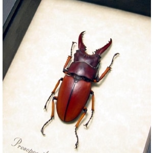 Prosopocoilus Astacoides sm Stag Beetle Framed Taxidermy Display