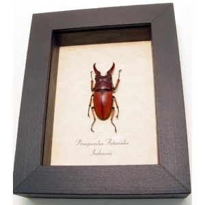 Prosopocoilus Astacoides sm Stag Beetle Framed Taxidermy Display