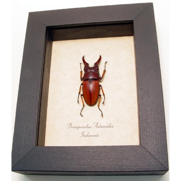 Prosopocoilus Astacoides sm Stag Beetle Framed Taxidermy Display