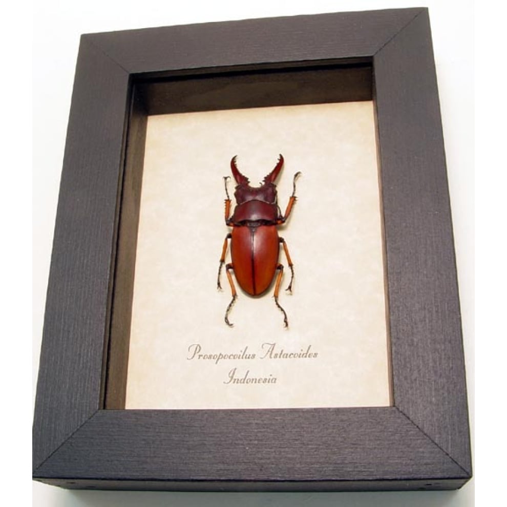 Prosopocoilus Astacoides sm Stag Beetle Framed Taxidermy Display Prosopocoilus Astacoides sm Stag Beetle Framed Taxidermy Display