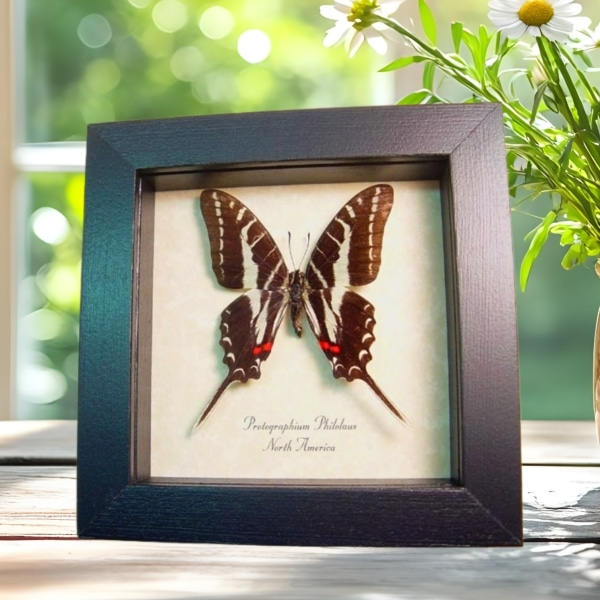 Protographium philolaus Butterfly Dark Zebra Swallowtail Framed Taxidermy Display