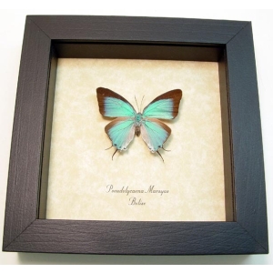 Pseudolycaena marsyas Female Cambridge Blue Butterfly Framed Taxidermy Display