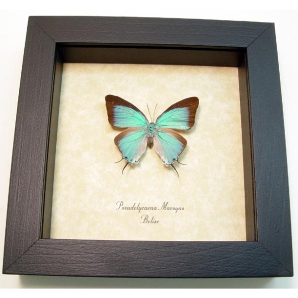 Pseudolycaena marsyas Female Cambridge Blue Butterfly Framed Taxidermy Display