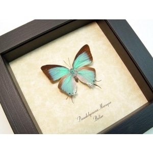 Pseudolycaena marsyas Female Cambridge Blue Butterfly Framed Taxidermy Display