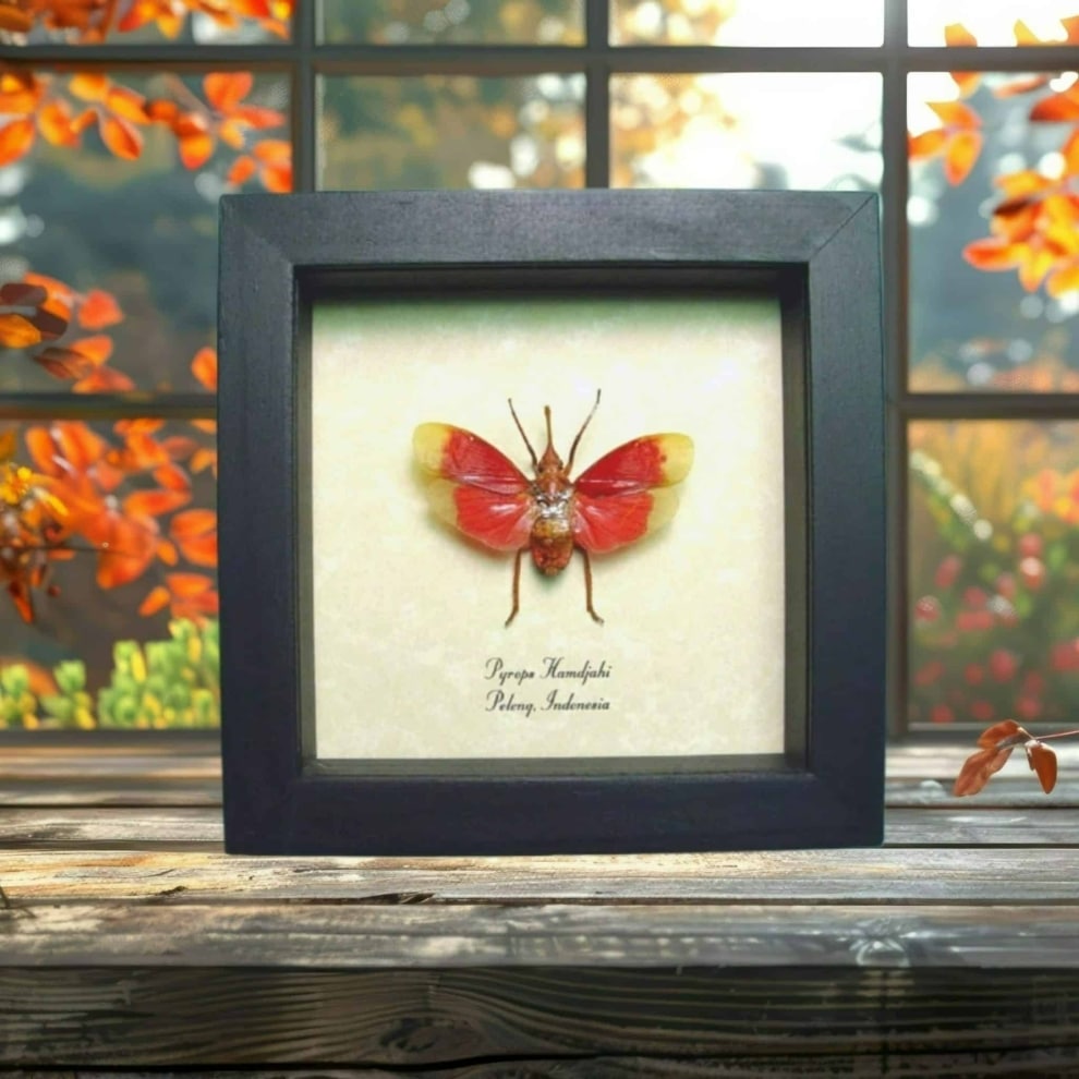 Pyrops hamdjahi Blood Red Lanternfly Framed Insect Taxidermy Display