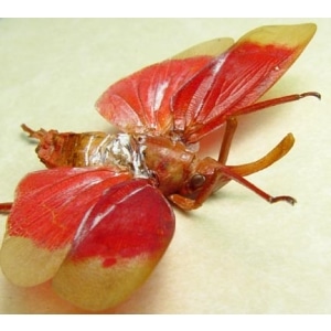 Pyrops hamdjahi Blood Red Lanternfly Framed Taxidermy Display