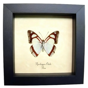 Mint Blue Butterfly Pyrrhogyra otolais Framed Taxidermy Display
