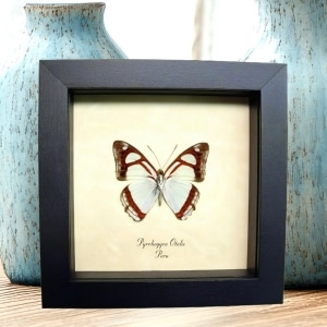 Mint Blue Butterfly Pyrrhogyra otolais Framed Taxidermy Display
