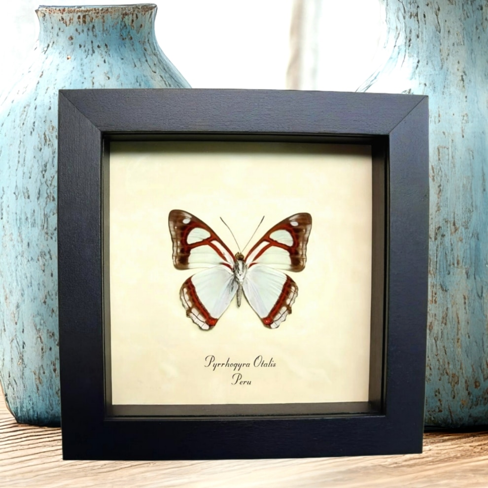 Mint Blue Butterfly Pyrrhogyra otolais Framed Taxidermy Display