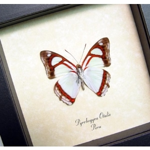 Pyrrhogyra otalais Mint Blue Butterfly Framed Taxidermy Display