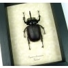 Eupatorus birmanicus Rabbit Ear Beetle Real Framed Taxidermy Display