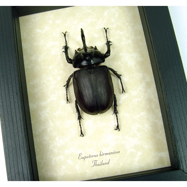Eupatorus birmanicus Rabbit Ear Beetle Real Framed Taxidermy Display