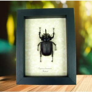 Eupatorus birmanicus Rabbit Ear Beetle Real Framed Taxidermy Display