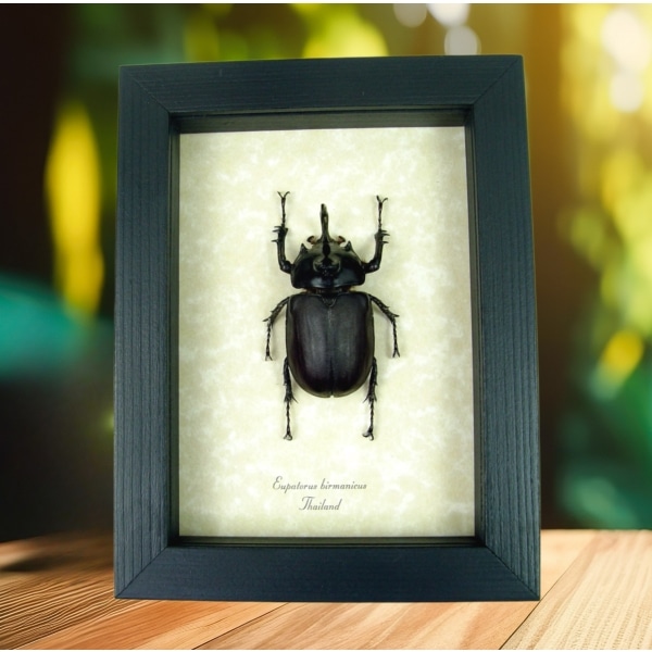 Eupatorus birmanicus Rabbit Ear Beetle Real Framed Taxidermy Display