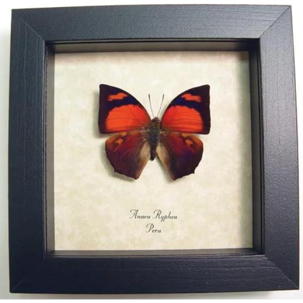 Anaea ryphea Red Butterfly Framed Taxidermy Display
