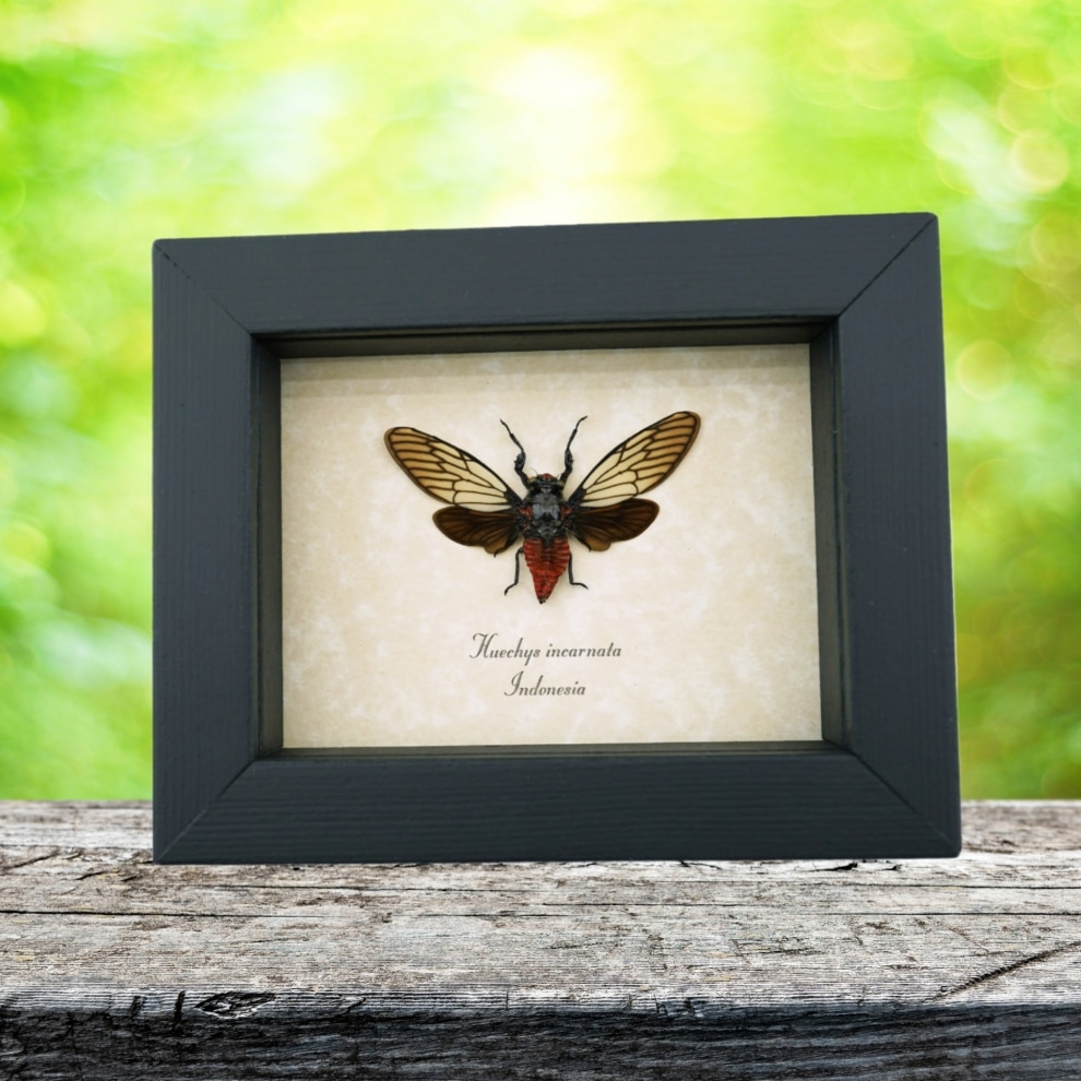 Huechys incarnata Red Devil Cicada Framed Insect Taxidermy Display