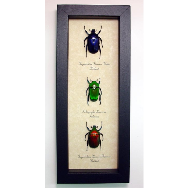 Jewel Beetle Collection Green Red Blue Beetles Torynorrhina Set Framed Taxidermy Display