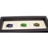 Jewel Beetle Collection Green Red Blue Beetles Torynorrhina Set Framed Taxidermy Display