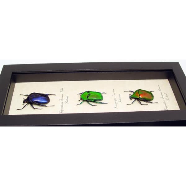 Jewel Beetle Collection Green Red Blue Beetles Torynorrhina Set Framed Taxidermy Display