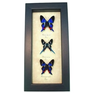 Blue Rhetus Swallowtail Butterfly Collection Framed Taxidermy Display