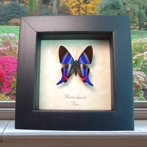 Rhetus dysonii Blue Swallowtail Butterfly Framed Taxidermy Display