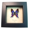 Rhetus dysonii Blue Swallowtail Butterfly Framed Taxidermy Display