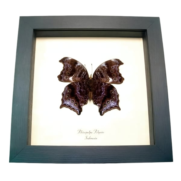 Wizard Butterfly Rhinopalpa polynice Female Framed Taxidermy Display