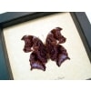 Rhinopalpa polynice Female Wizard Framed Butterfly Taxidermy Display