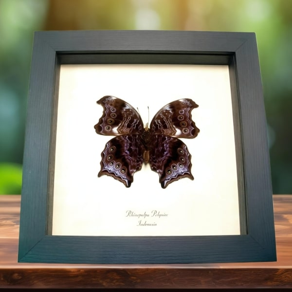 Wizard Butterfly Rhinopalpa polynice Female Framed Taxidermy Display