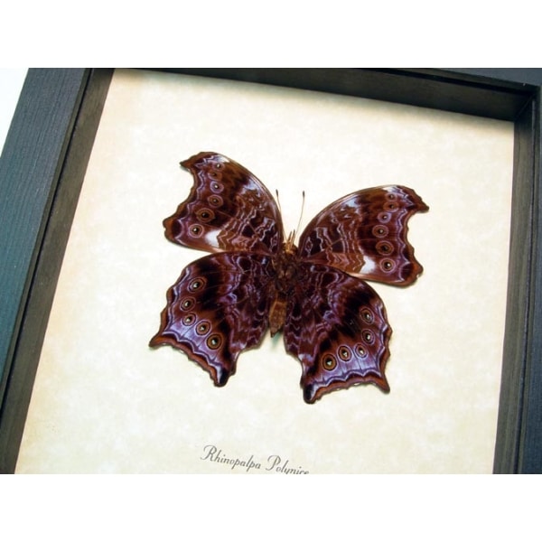 Rhinopalpa polynice Female Wizard Framed Butterfly Taxidermy Display