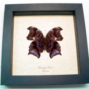 Rhinopalpa polynice Female Wizard Framed Butterfly Taxidermy Display
