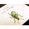 Rhinoscapha Glowing florescent Green Weevil Beetle