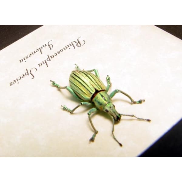 Rhinoscapha Glowing florescent Green Weevil Beetle