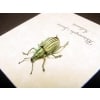 Rhinoscapha Glowing florescent Green Weevil Beetle Framed Taxidermy Display